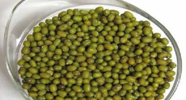 Popis, výhody a poškození malých zelených fazolí fazole mungo (zlatá)